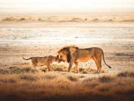 Исчезающие цари - львы пустыни Намиб