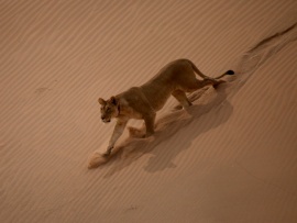 Исчезающие цари - львы пустыни Намиб-2