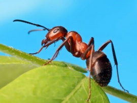 Царство муравьев