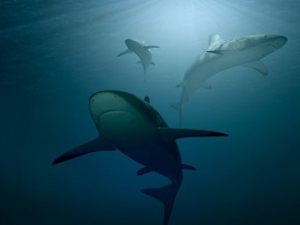 В осаде - акулы острова Вознесения