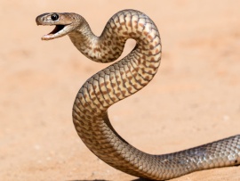 Австралийские змееловы