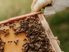 Повелители пчел