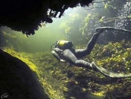 Подводный мир Окаванго