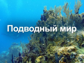 Подводный мир