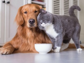 Тайная жизнь питомцев