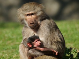 Маленький бабуин и его семья