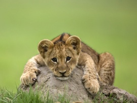 Одиссея больших кошек