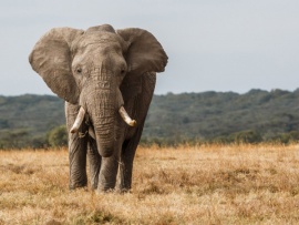 Слонов — на мясо