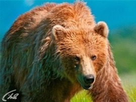 Мир хищников