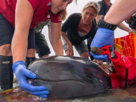 Спасение животных