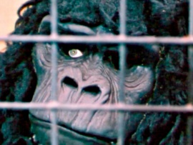 Мой друг горилла