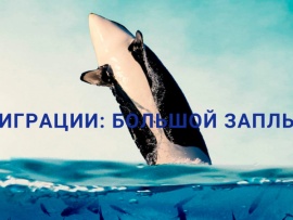 Миграции: большой заплыв