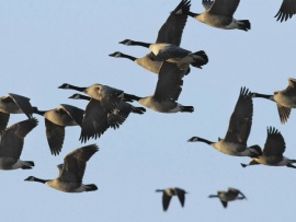 Секреты мигрирующих животных