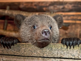 Интернат для медвежат