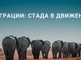 Миграции: стада в движении