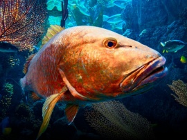 Рыбы-монстры