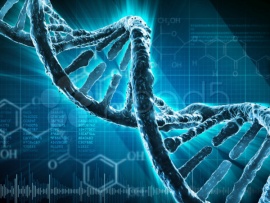 Наши уязвимые гены