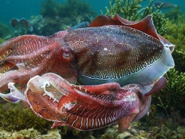 Удивительные животные Австралии