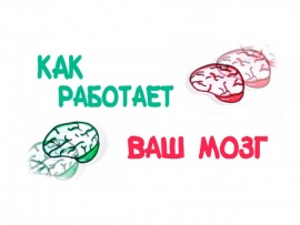 Как работает ваш мозг?