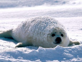 Дикая жизнь: Большой мороз