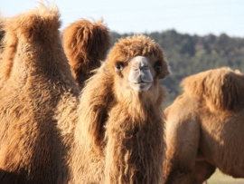 Возвращение верблюдовых