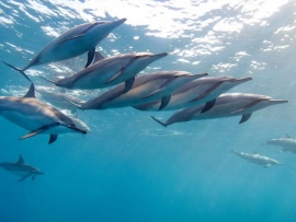 Длинноносые дельфины