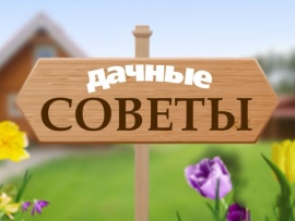 Дачные советы