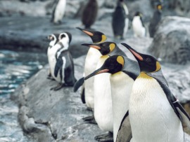 Знакомьтесь: пингвины