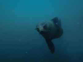 Сумасшедшие животные, которых не должно существовать