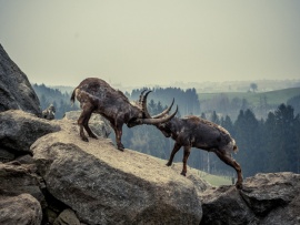 Дикая природа Баварии