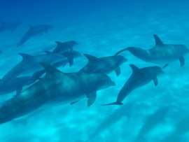 Армия дельфинов (2)