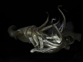 Приключения каракатицы