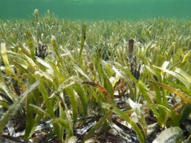 Самый большой организм на Земле