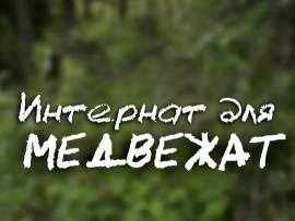 Интернат для медвежат
