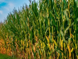 Дети кукурузы