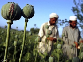 Афганистан. Опиум для народов