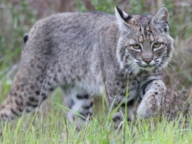 Дикие кошки