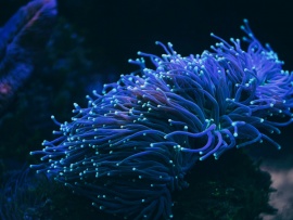 Жизнь в свечении