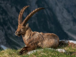 Козероги - акробаты скалистых гор (2)