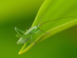 Насекомые (2)