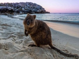 Королевство кенгуру на острове Роттнест