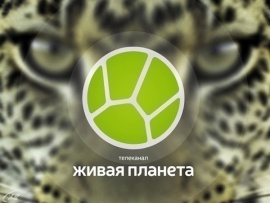 Чудесные времена года