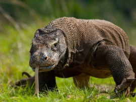 Животные из другого мира