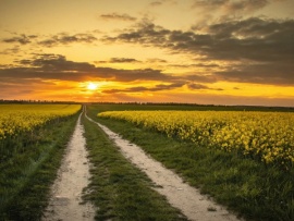 Дорога (2)