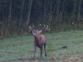 На реву. На пике гона