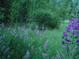 Во имя спасения дикой природы