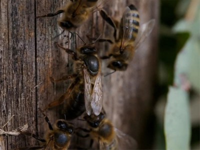 В царстве черной пчелы
