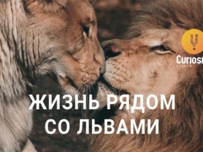 Жизнь рядом со львами