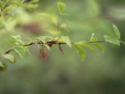 Семена: дар жизни