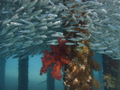 Последние обитатели рифов